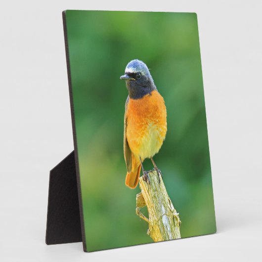 foenicurus ochruros fotoplaat (Zijkant)