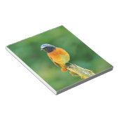 foenicurus ochruros notitieblok (Schuin)