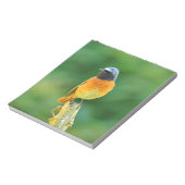 foenicurus ochruros notitieblok (Linkerzijde)