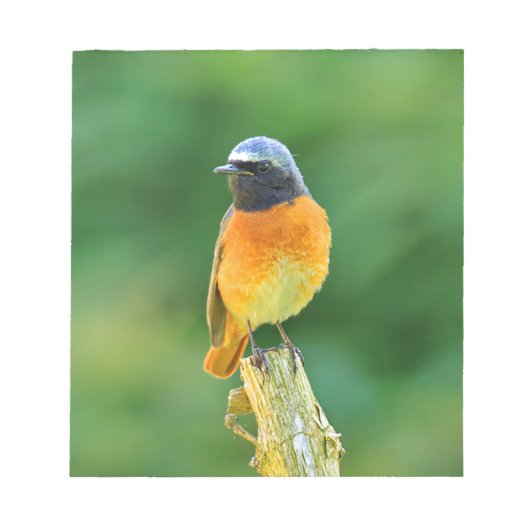 foenicurus ochruros notitieblok (Voorkant)