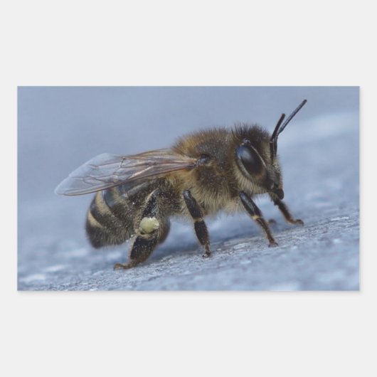 Foeragerende bij rechthoekige sticker (Voorkant)