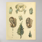 Foetale positie Pelvis Anatomie  Kunst Afdrukken Poster (Voorkant)