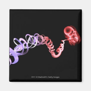 foetus met een navelstreng gemaakt van DNA-strenge Magneet