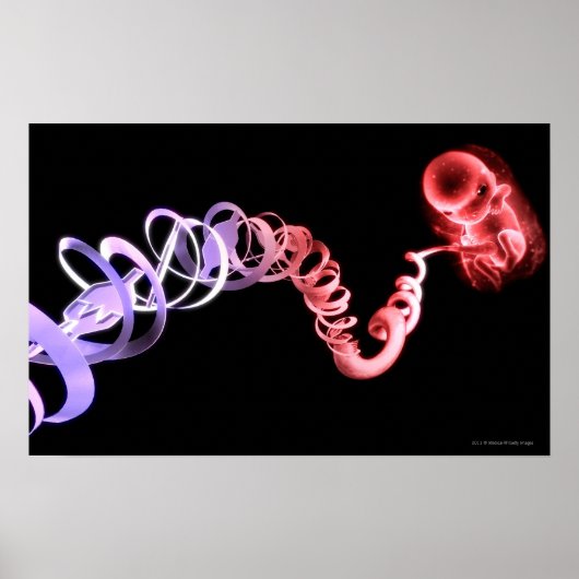 foetus met een navelstreng gemaakt van DNA-strenge Poster (Voorkant)