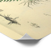 Foetus Post Medicinal Plant Anatomy Art Print (Hoek)