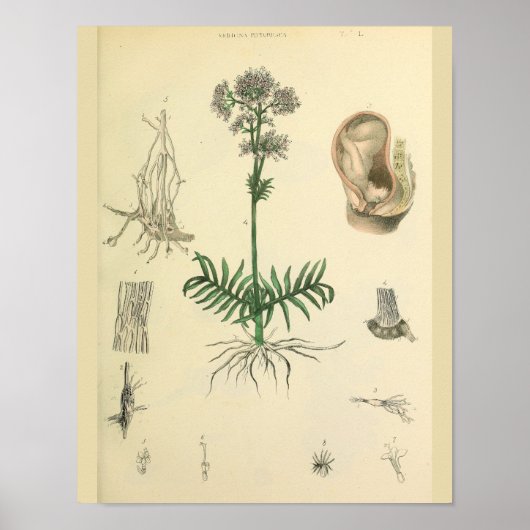 Foetus Post Medicinal Plant Anatomy Art Print (Voorkant)