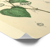 Foetus Uterus  anatomie Art Print (Hoek)