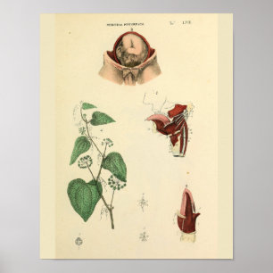 Foetus Uterus  anatomie Art Print