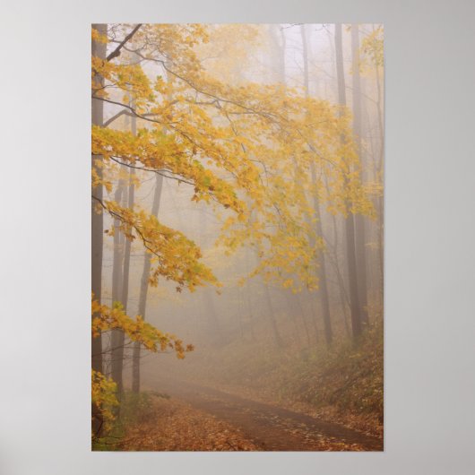 Fog- en herfstbladerbladeren, Great Smoky Mountain Poster (Voorkant)