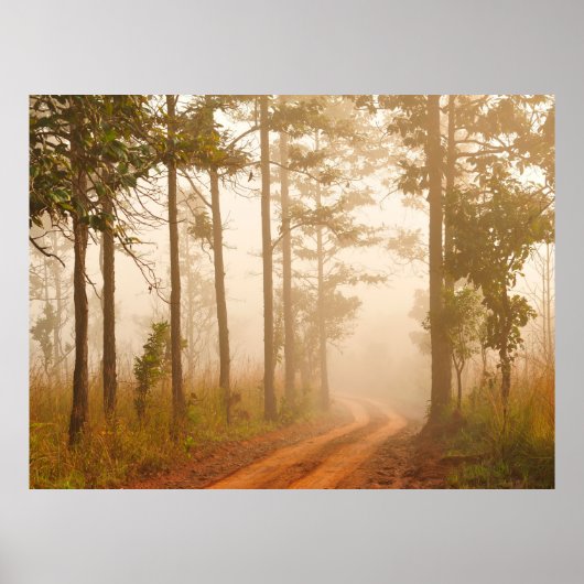 Fog in pine forestforest, beautiful,black,dark,daw poster (Voorkant)