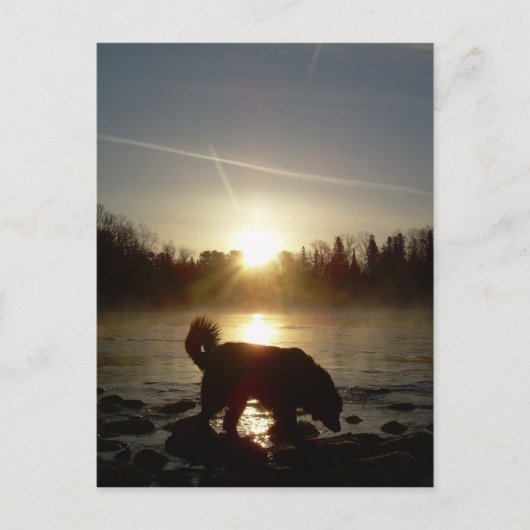 Fog over Mississippi Briefkaart (Voorkant)