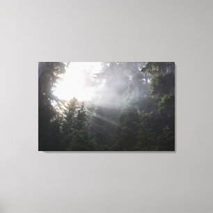 Fog & Sun Beams in een Washington Forest Canvas Afdruk