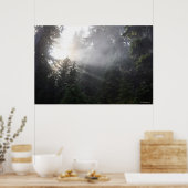 Fog & Sun Beams in een Washington Forest Poster (Keuken)