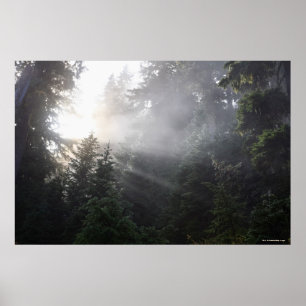 Fog & Sun Beams in een Washington Forest Poster