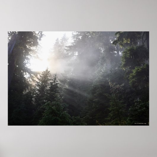 Fog & Sun Beams in een Washington Forest Poster (Voorkant)