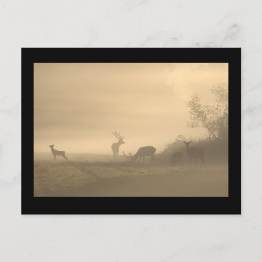 Foggy Elk Family Briefkaart (Voorkant)