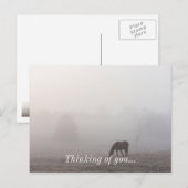 Foggy Grazing Briefkaart (Voorkant / Achterkant)
