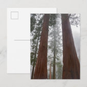 Foggy Morning & Spring Snow under Giant Sequoia Briefkaart (Voorkant / Achterkant)