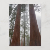 Foggy Morning & Spring Snow under Giant Sequoia Briefkaart (Voorkant)