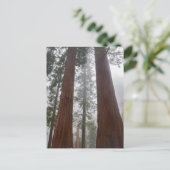 Foggy Morning & Spring Snow under Giant Sequoia Briefkaart (Staand voorkant)