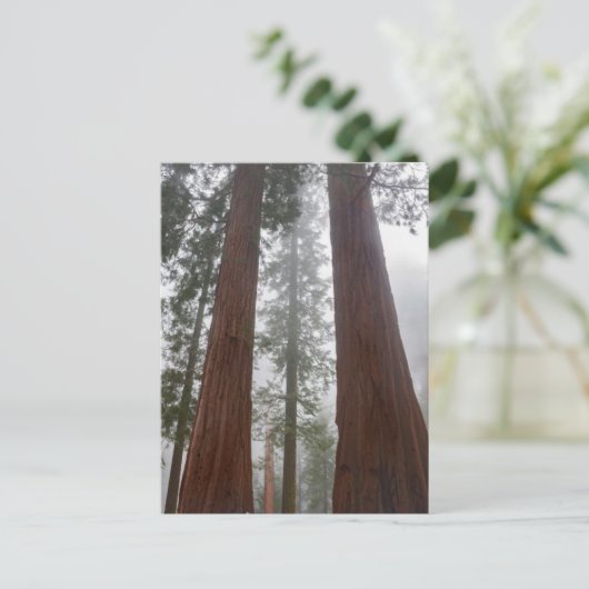 Foggy Morning & Spring Snow under Giant Sequoia Briefkaart (Staand voorkant)