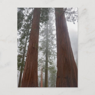 Foggy Morning & Spring Snow under Giant Sequoia Briefkaart