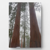 Foggy Morning & Spring Snow under Giant Sequoia Fotoplaat (voorkant)