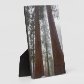 Foggy Morning & Spring Snow under Giant Sequoia Fotoplaat (Zijkant)