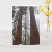 Foggy Morning & Spring Snow under Giant Sequoia Kaart (Gele Bloem)