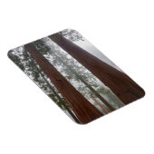 Foggy Morning & Spring Snow under Giant Sequoia Magneet (Rechterzijde)