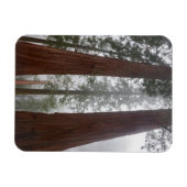 Foggy Morning & Spring Snow under Giant Sequoia Magneet (Horizontaal)
