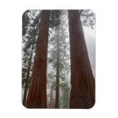 Foggy Morning & Spring Snow under Giant Sequoia Magneet (Verticaal)
