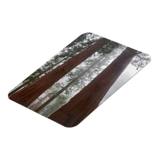 Foggy Morning & Spring Snow under Giant Sequoia Magneet (Linkerzijde)