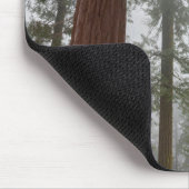 Foggy Morning & Spring Snow under Giant Sequoia Muismat (Hoek)