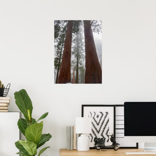 Foggy Morning & Spring Snow under Giant Sequoia Poster (Thuiskantoor)