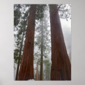 Foggy Morning & Spring Snow under Giant Sequoia Poster (Voorkant)