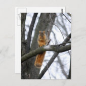 Foggy Morning Squirrel Briefkaart (Voorkant / Achterkant)