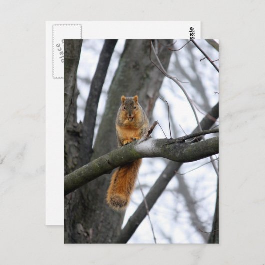 Foggy Morning Squirrel Briefkaart (Voorkant / Achterkant)