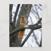 Foggy Morning Squirrel Briefkaart (Voorkant)