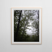 Foggy Pacific Dogwood Forest Poster