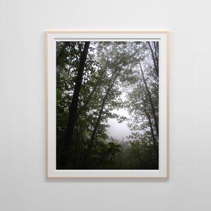 Foggy Pacific Dogwood Forest Poster