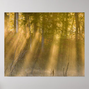 Foggy Sunrise bij Tamarac NWR bij Detroit Lakes Poster