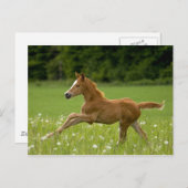 Fohlen im Galopp (Trakehner) Briefkaart (Voorkant / Achterkant)