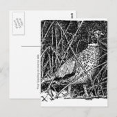 Fokmiddel (Rooster) Briefkaart (Voorkant / Achterkant)