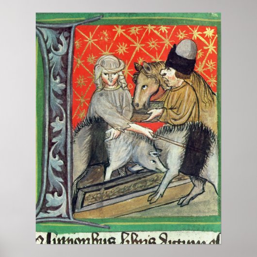 Fokvarkens en -paarden poster (Voorkant)