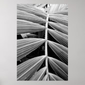 folha de palmeira poster (Voorkant)