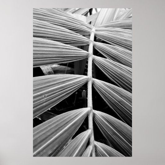 folha de palmeira poster (Voorkant)