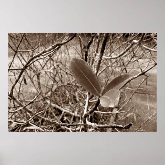 folhas em vida2 poster (Voorkant)