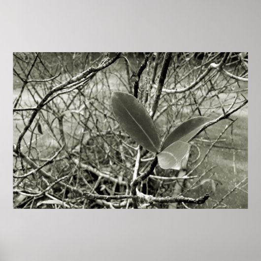 folhas em vida3 poster (Voorkant)