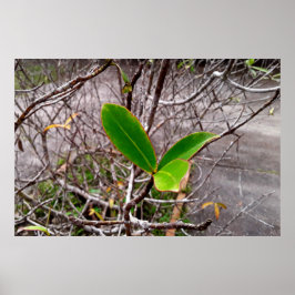 folhas em vida poster